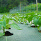 Sebze Bahçesi için 3m Geniş Peyzaj Endüstriyel Sınıf Ot Paspas 3x 50